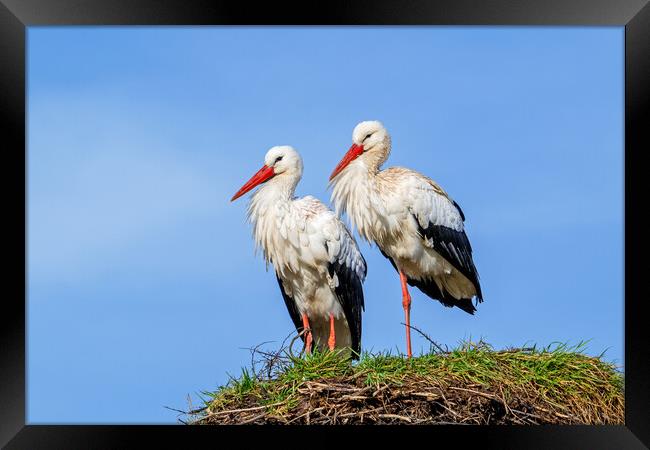 White Stork Pair on Nest Framed Print by Arterra 