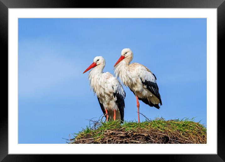 White Stork Pair on Nest Framed Mounted Print by Arterra 