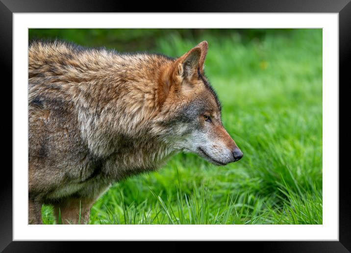 Wolf in Meadow Framed Mounted Print by Arterra 
