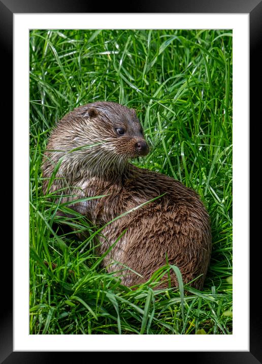 River Otter Framed Mounted Print by Arterra 