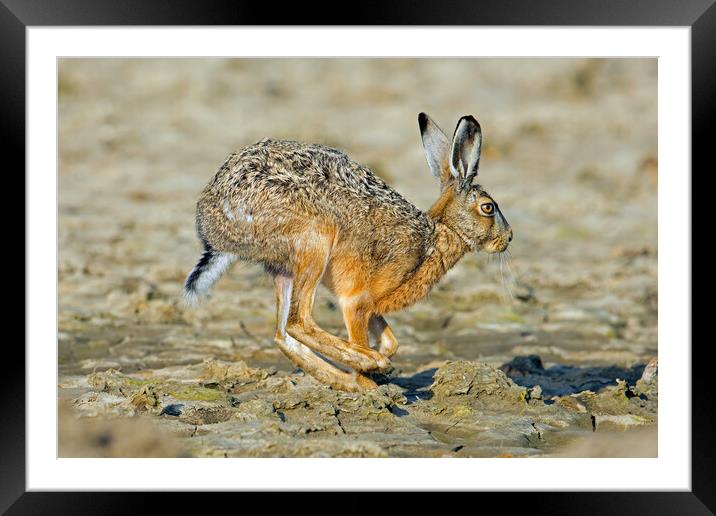 Running Hare Framed Mounted Print by Arterra 