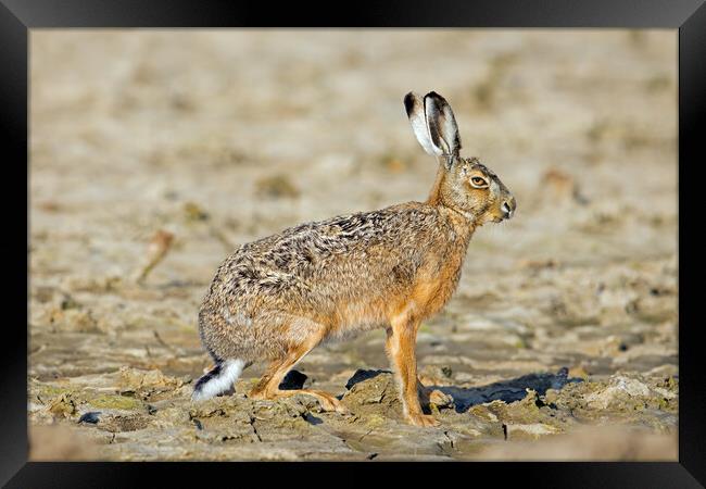 Brown Hare in Field Framed Print by Arterra 