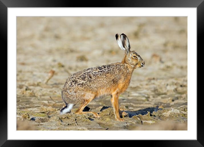 Brown Hare in Field Framed Mounted Print by Arterra 
