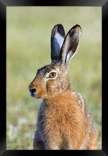 Brown Hare Close-Up Framed Print by Arterra 