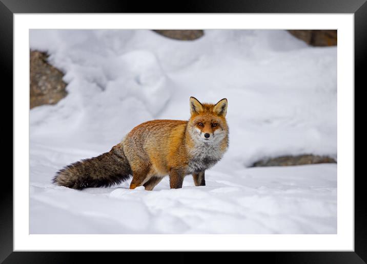Red Fox in the Mountains Framed Mounted Print by Arterra 