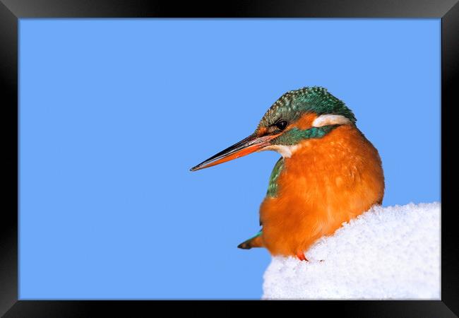 Common Kingfisher in Winter Framed Print by Arterra 