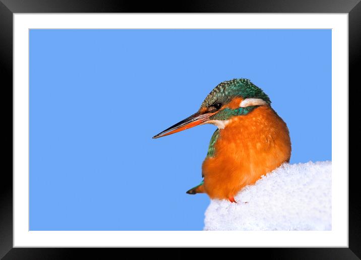 Common Kingfisher in Winter Framed Mounted Print by Arterra 