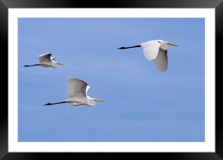 Great White Egrets in Flight Framed Mounted Print by Arterra 