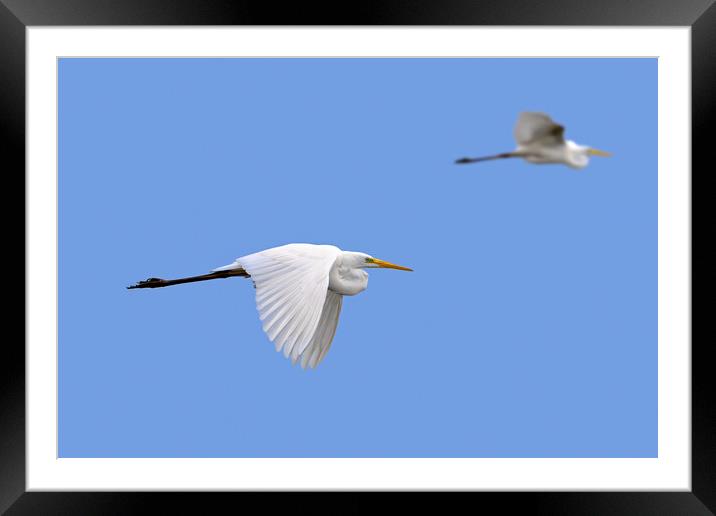 Two Flying Great White Egrets Framed Mounted Print by Arterra 