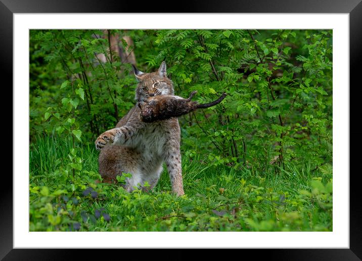 Lynx with Prey in Forest Framed Mounted Print by Arterra 