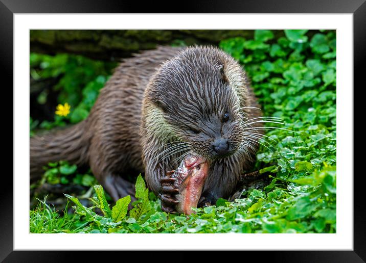 Otter Eating Fish Framed Mounted Print by Arterra 
