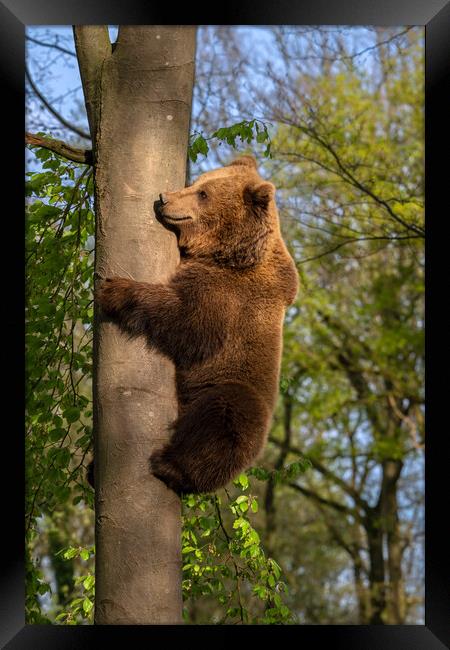 Brown Bear Climbing Tree Framed Print by Arterra 