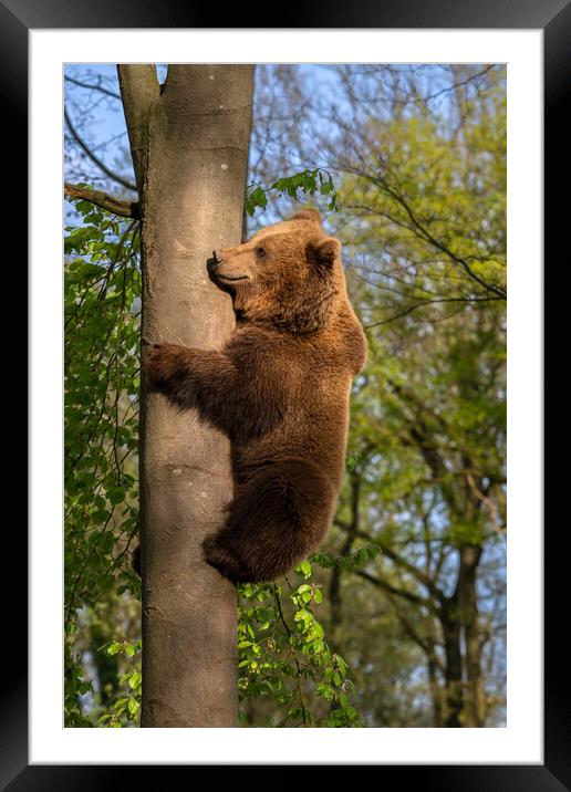 Brown Bear Climbing Tree Framed Mounted Print by Arterra 
