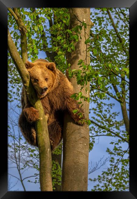 Brown Bear Stuck in Tree Framed Print by Arterra 