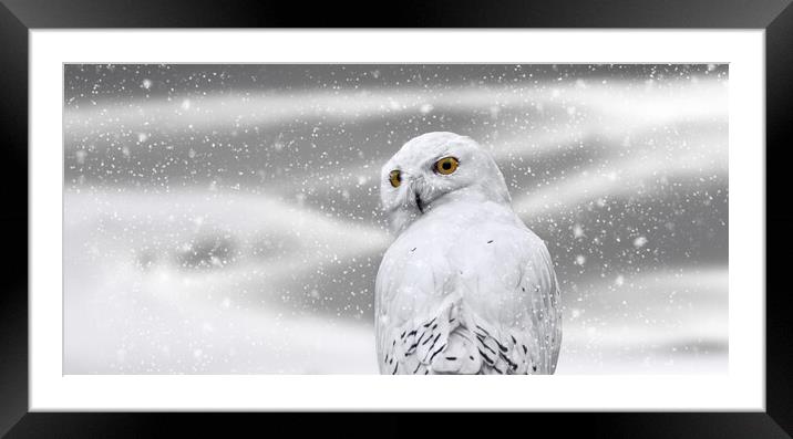 Snowy Owl in Winter Framed Mounted Print by Arterra 