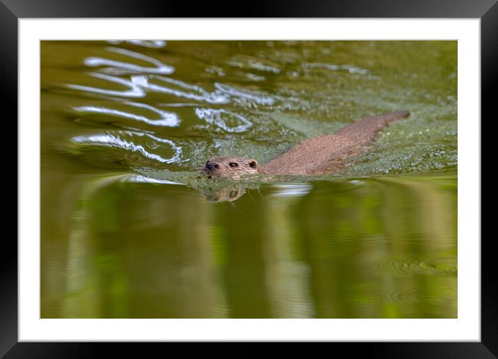 Swimming River Otter Framed Mounted Print by Arterra 