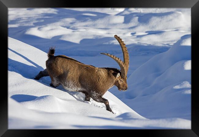 Alpine Ibex in the Snow Framed Print by Arterra 
