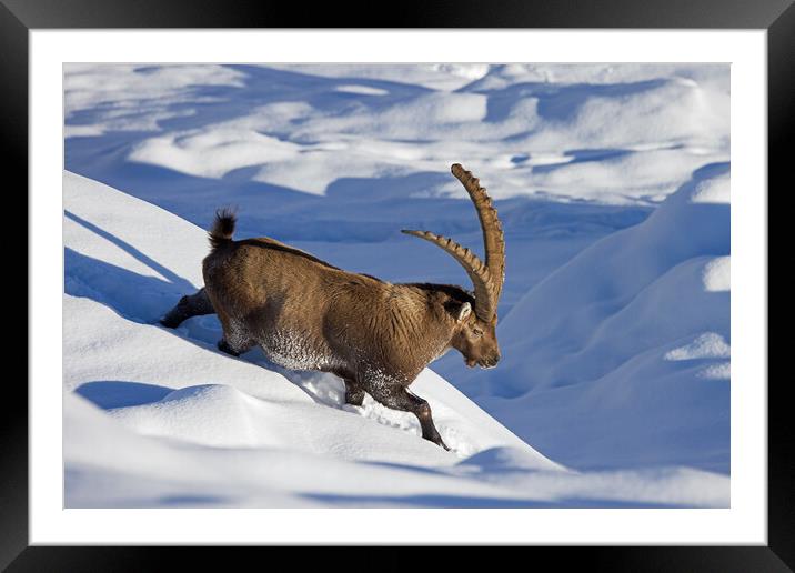 Alpine Ibex in the Snow Framed Mounted Print by Arterra 
