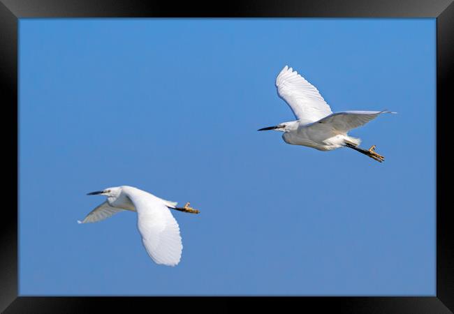 Two Little Egrets in Flight Framed Print by Arterra 