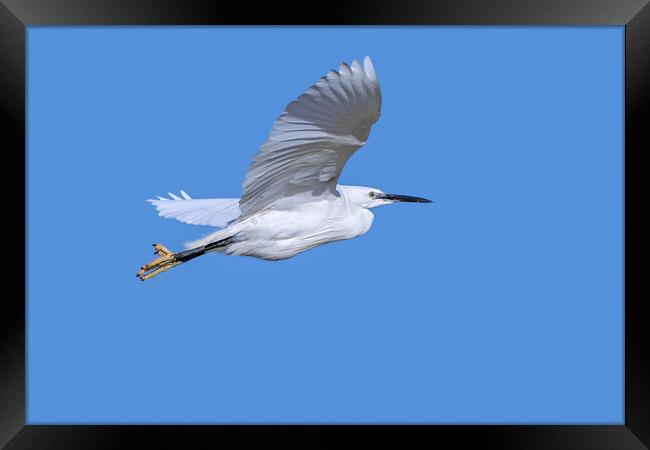 Flying Little Egret Framed Print by Arterra 