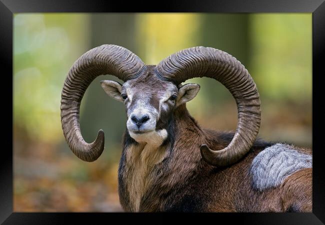 European Mouflon Ram Framed Print by Arterra 