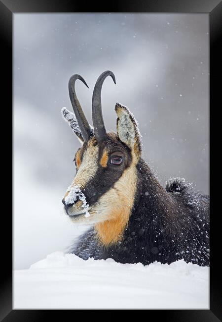 Alpine Chamois in the Snow Framed Print by Arterra 