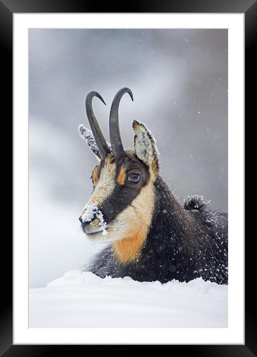 Alpine Chamois in the Snow Framed Mounted Print by Arterra 