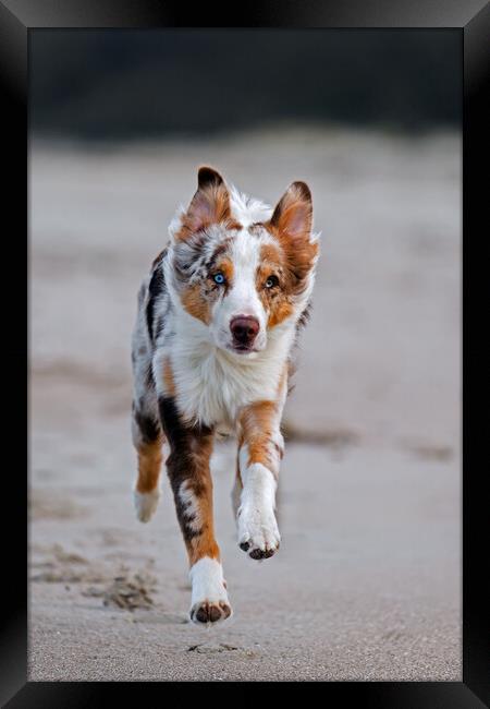 Australian Shepherd Dog Running Framed Print by Arterra 