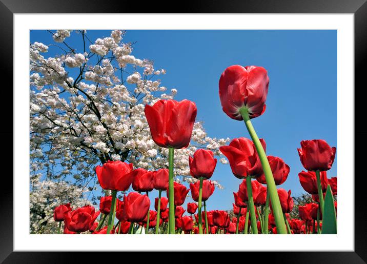 Red Tulips Framed Mounted Print by Arterra 