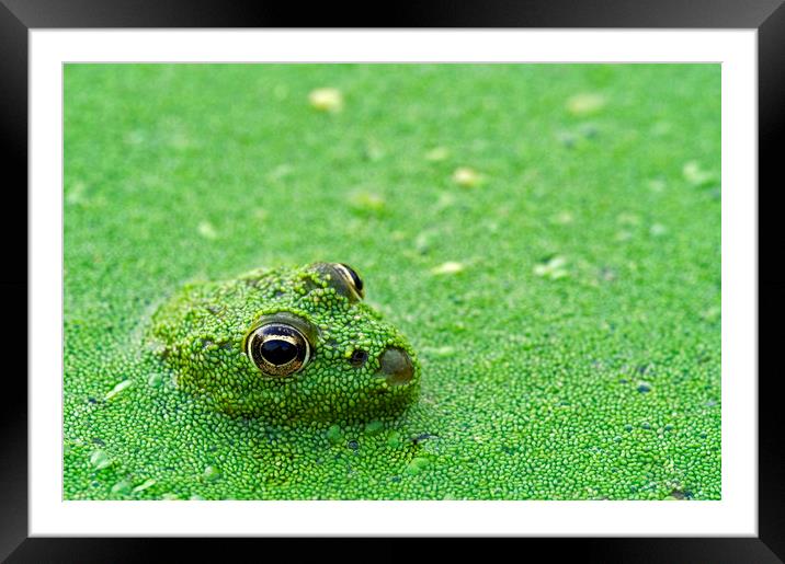 Camouflaged Green Frog in Pond Framed Mounted Print by Arterra 