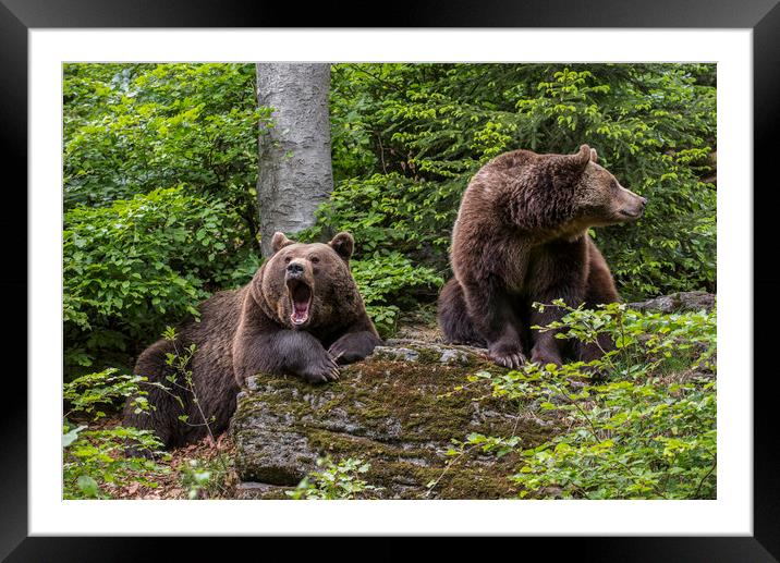Brown Bear Couple in Forest Framed Mounted Print by Arterra 