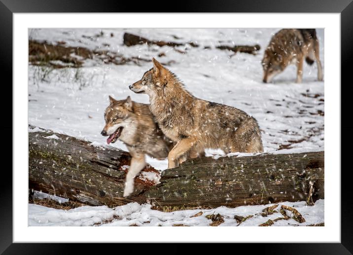 Wolf Pack Hunting in the Snow Framed Mounted Print by Arterra 