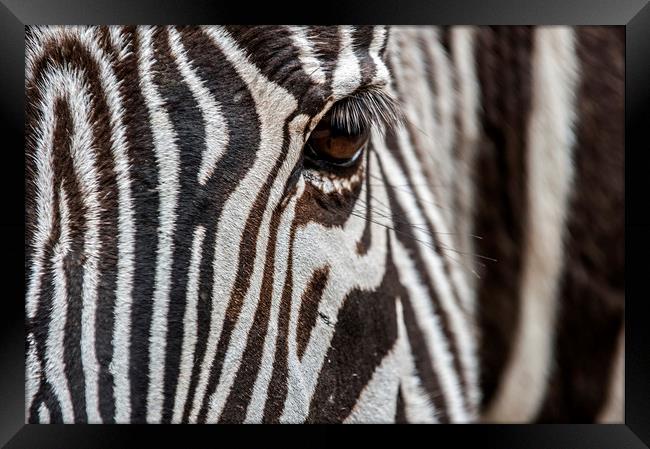 Zebra Stripes Framed Print by Arterra 