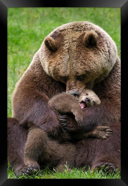 Brown Bear Mother cuddling Cub Framed Print by Arterra 