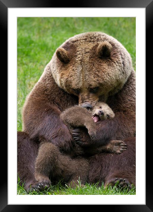 Brown Bear Mother cuddling Cub Framed Mounted Print by Arterra 