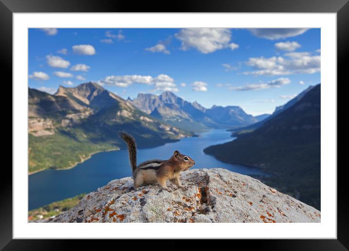Ground Squirrel in Canadian Rockies Framed Mounted Print by Arterra 