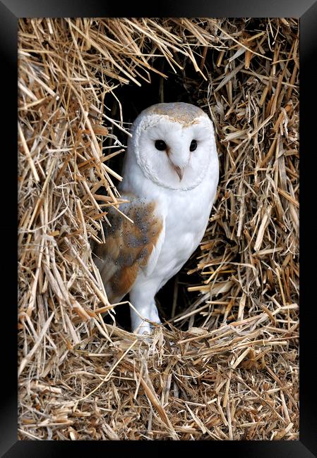 Barn Owl in Haystack Framed Print by Arterra 