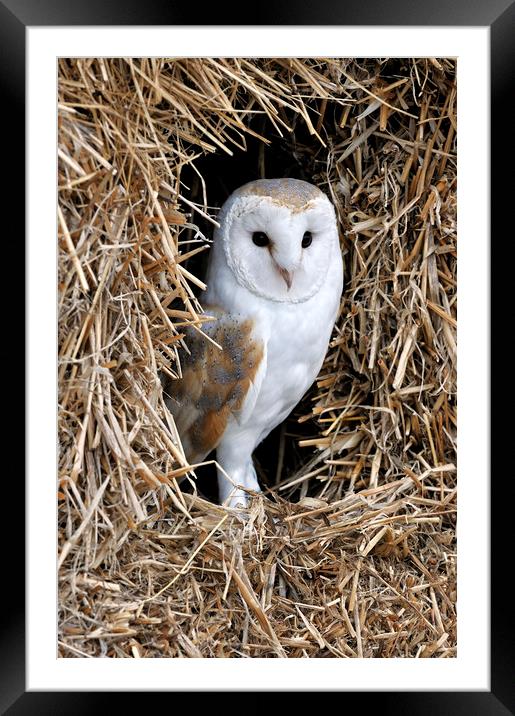 Barn Owl in Haystack Framed Mounted Print by Arterra 