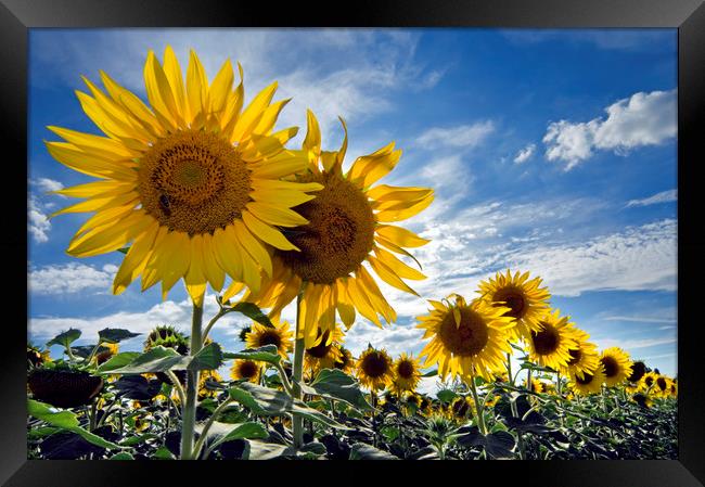 Sunflowers Framed Print by Arterra 