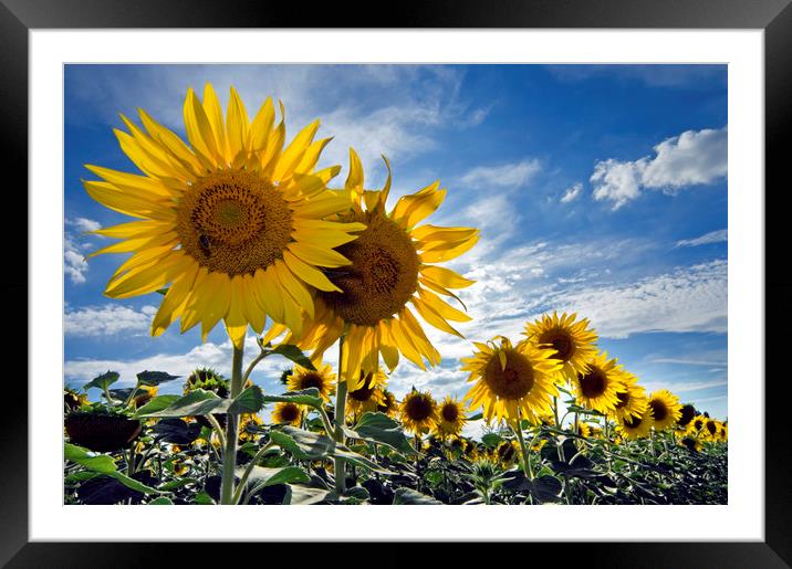 Sunflowers Framed Mounted Print by Arterra 