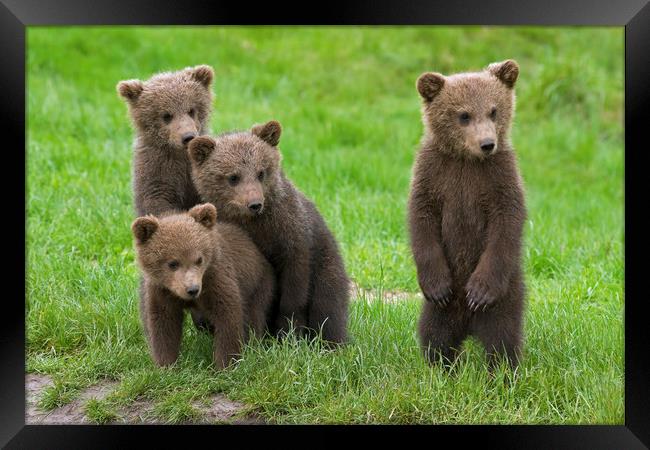 Brown Bear Cubs Framed Print by Arterra 