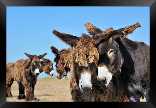 Poitou Donkeys in Field Framed Print by Arterra 