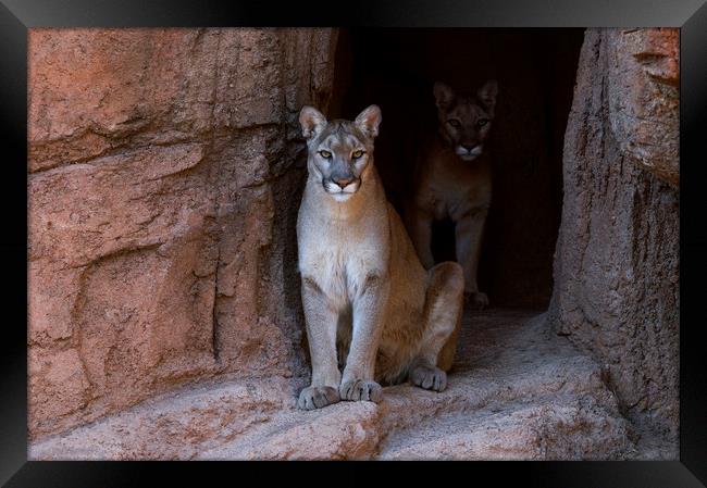 Mountain Lions in Cave Framed Print by Arterra 