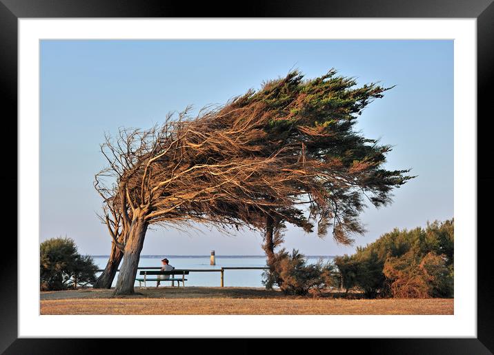 Weathered Tree at Ile d'Oléron Framed Mounted Print by Arterra 