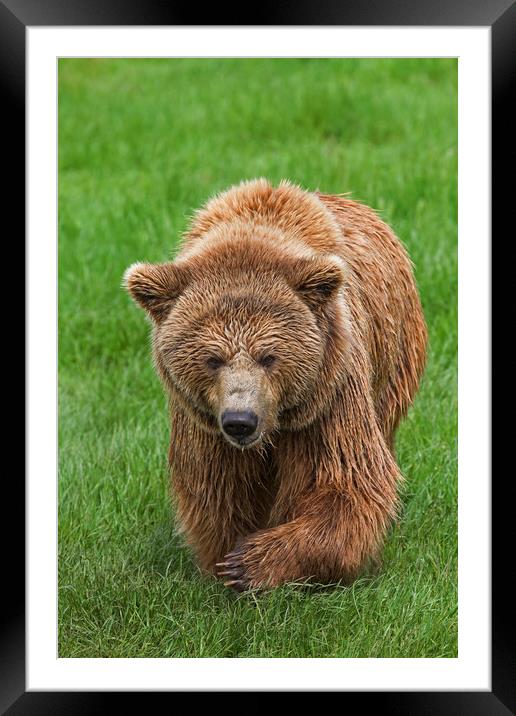 Brown Bear in Meadow Framed Mounted Print by Arterra 