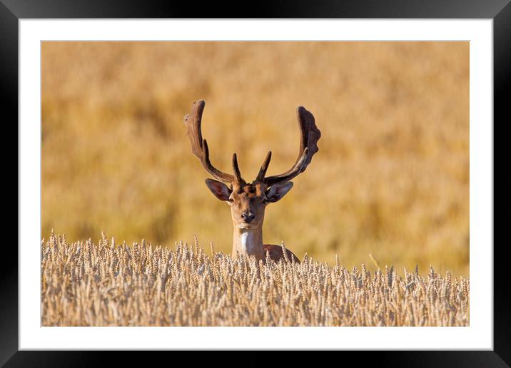Fallow deer in Wheat Field Framed Mounted Print by Arterra 