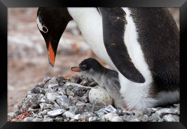 Gentoo Penguin with Chick Framed Print by Arterra 