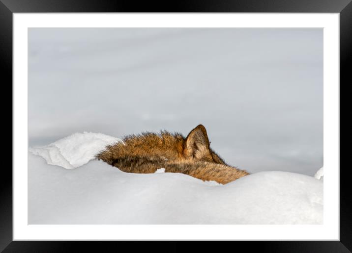 Sleeping Wolf in the Snow Framed Mounted Print by Arterra 
