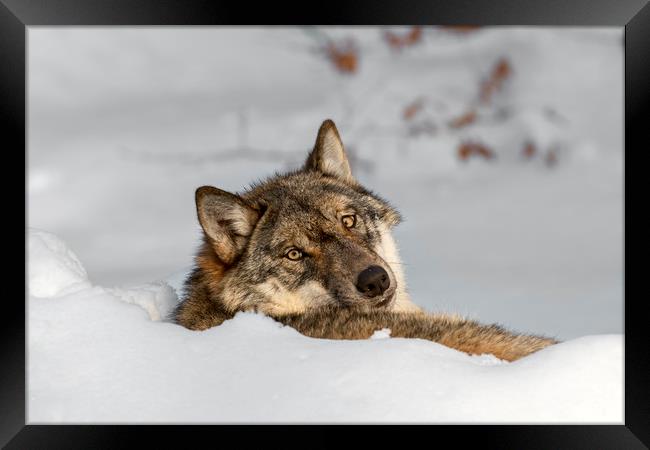 Lonely Wolf Resting in the Snow Framed Print by Arterra 