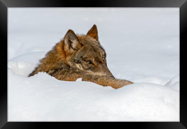 Lone Wolf in Winter Framed Print by Arterra 